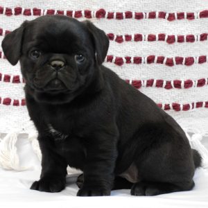 Patty, Pug Puppy