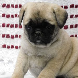Paul, Pug Puppy