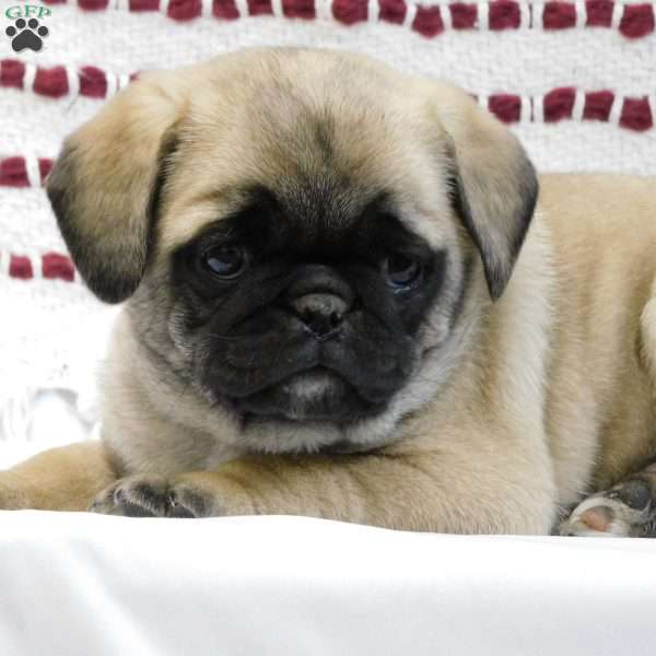 Paul, Pug Puppy