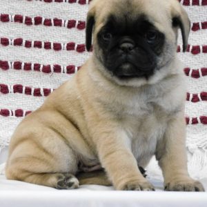 Paul, Pug Puppy