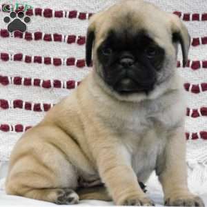 Paul, Pug Puppy