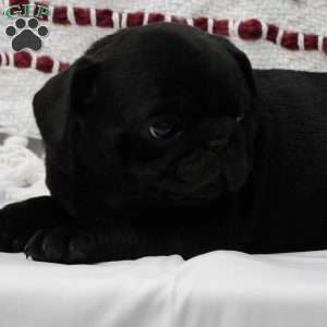 Patty, Pug Puppy
