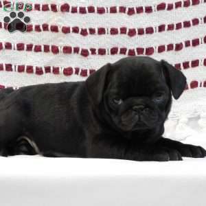 Patty, Pug Puppy