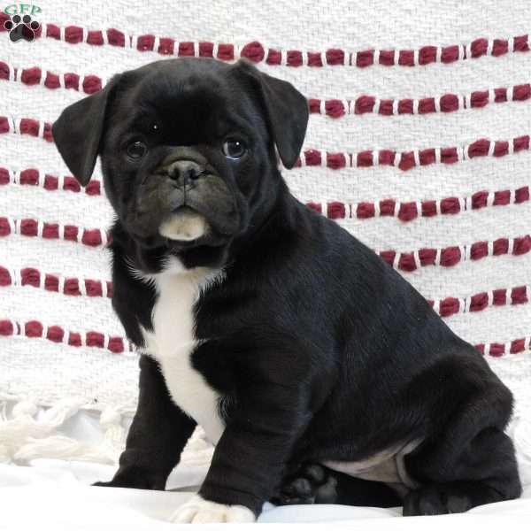 Albert, Pug Puppy