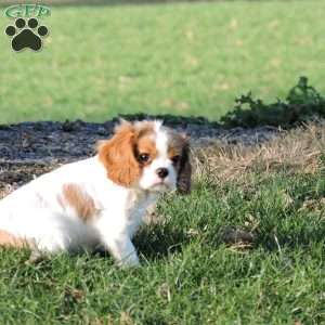 Zachary, Cavalier King Charles Spaniel Puppy