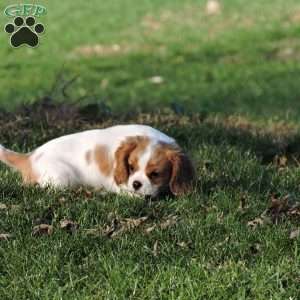 Zachary, Cavalier King Charles Spaniel Puppy