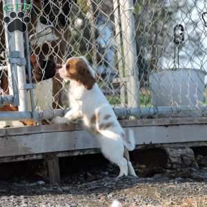 Zachary, Cavalier King Charles Spaniel Puppy