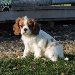 Zachary, Cavalier King Charles Spaniel Puppy