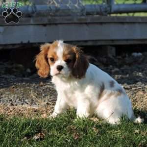 Zachary, Cavalier King Charles Spaniel Puppy