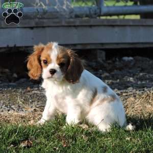 Zachary, Cavalier King Charles Spaniel Puppy