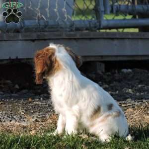 Zachary, Cavalier King Charles Spaniel Puppy