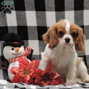 Zachary, Cavalier King Charles Spaniel Puppy