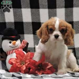 Zachary, Cavalier King Charles Spaniel Puppy