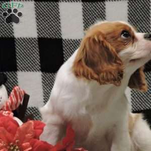 Zachary, Cavalier King Charles Spaniel Puppy