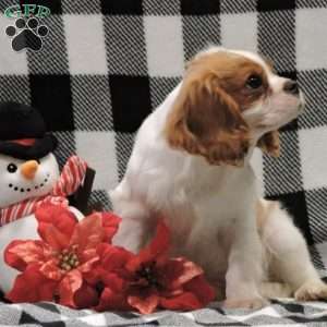 Zachary, Cavalier King Charles Spaniel Puppy