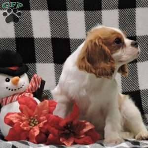 Zachary, Cavalier King Charles Spaniel Puppy
