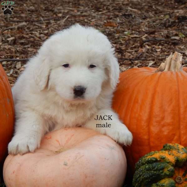Jack, Great Pyrenees Puppy