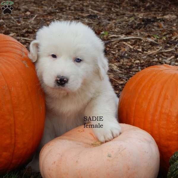 Sadie, Great Pyrenees Puppy