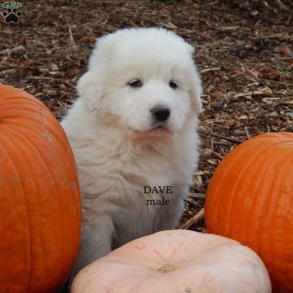 Dave, Great Pyrenees Puppy