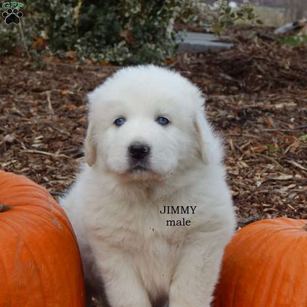 Jimmy, Great Pyrenees Puppy