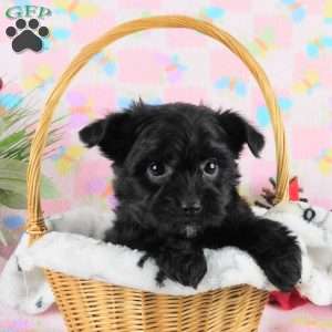 Marcella, Yorkie Poo Puppy