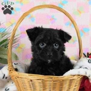 Marcella, Yorkie Poo Puppy