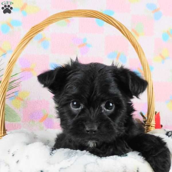 Marcella, Yorkie Poo Puppy
