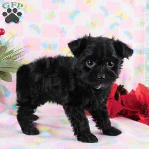 Marcella, Yorkie Poo Puppy