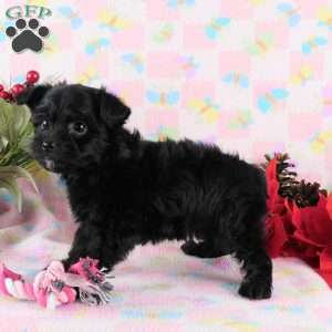 Marcella, Yorkie Poo Puppy
