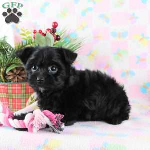 Marcella, Yorkie Poo Puppy