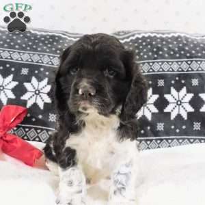 Coffee, Cocker Spaniel Puppy