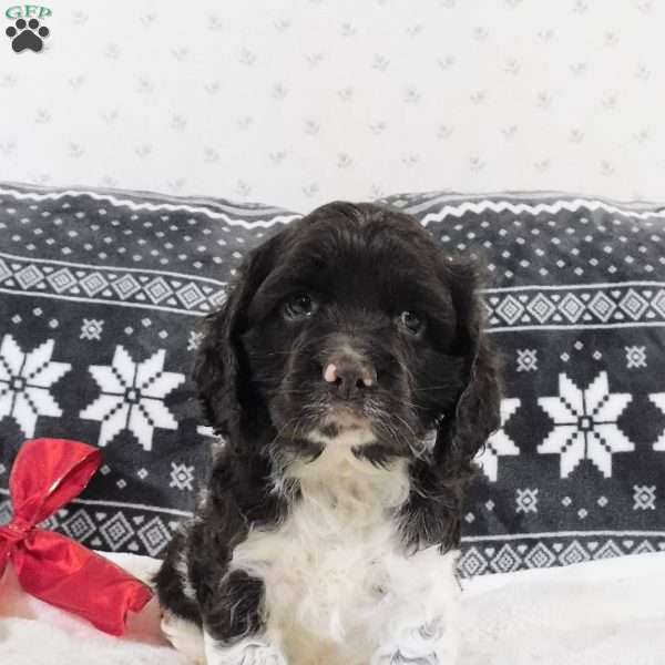 Coffee, Cocker Spaniel Puppy