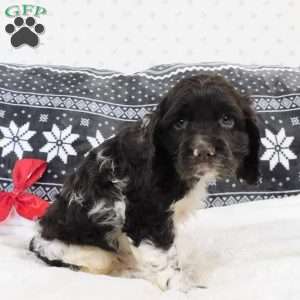 Coffee, Cocker Spaniel Puppy