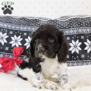 Coffee, Cocker Spaniel Puppy