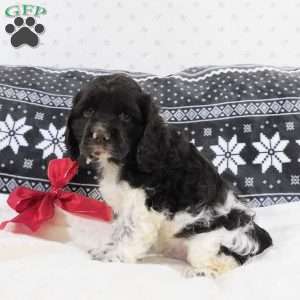 Coffee, Cocker Spaniel Puppy