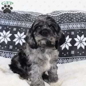 Espresso, Cocker Spaniel Puppy