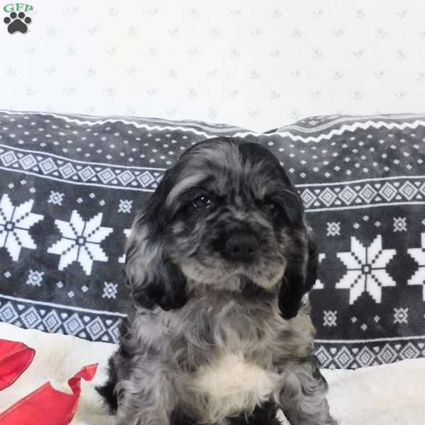 Espresso, Cocker Spaniel Puppy