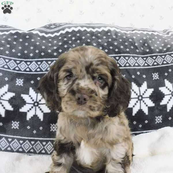 Butterscotch, Cocker Spaniel Puppy