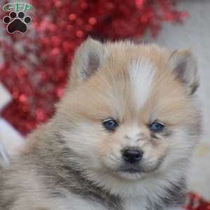 Smokey, Pomsky Puppy