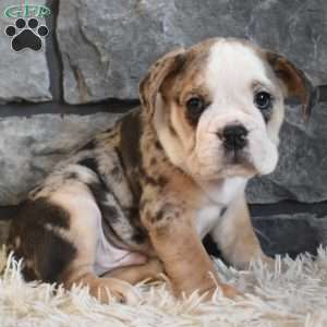 Buster, Beabull Puppy