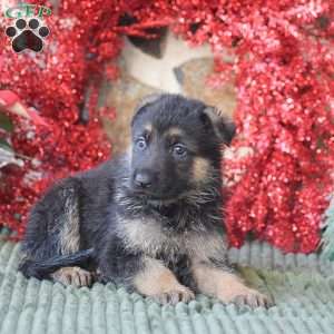Sophie, German Shepherd Puppy