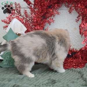 Smokey, Pomsky Puppy