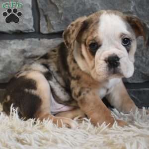 Buster, Beabull Puppy