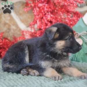 Sophie, German Shepherd Puppy