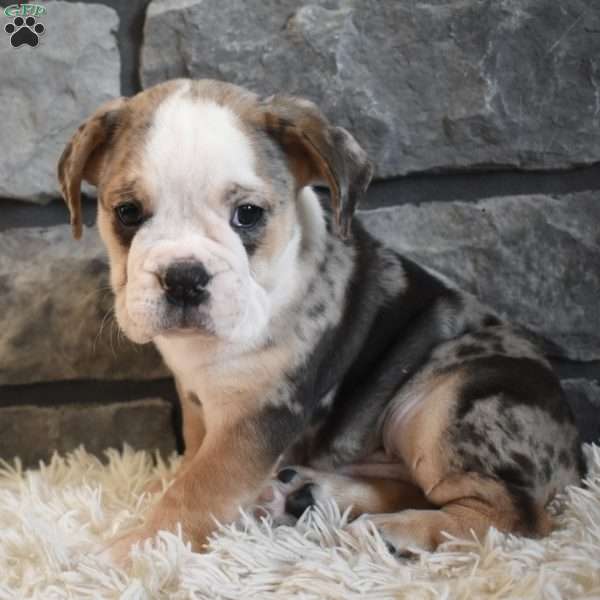 Buster, Beabull Puppy