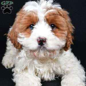 December, Cavapoo Puppy