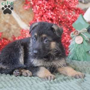 Sophie, German Shepherd Puppy