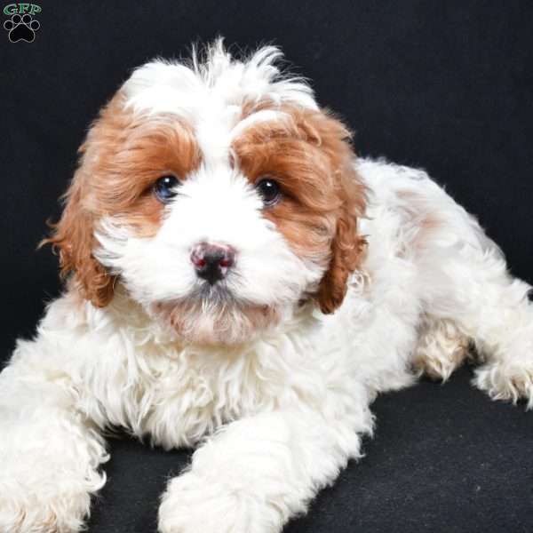 December, Cavapoo Puppy