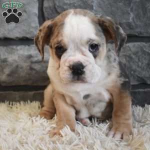 Buster, Beabull Puppy