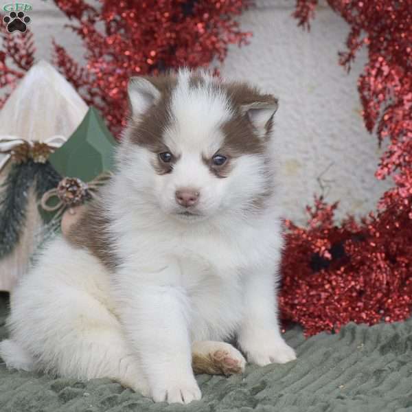 Hershey, Pomsky Puppy
